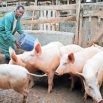 Nigeria's livestock industry has the numbers—but not the infrastructure