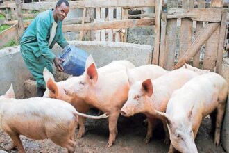 Nigeria's livestock industry has the numbers—but not the infrastructure