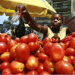 In Nigeria, tomatoes deliver a festive lifeline