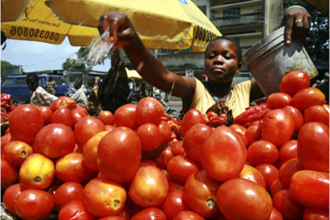 In Nigeria, tomatoes deliver a festive lifeline
