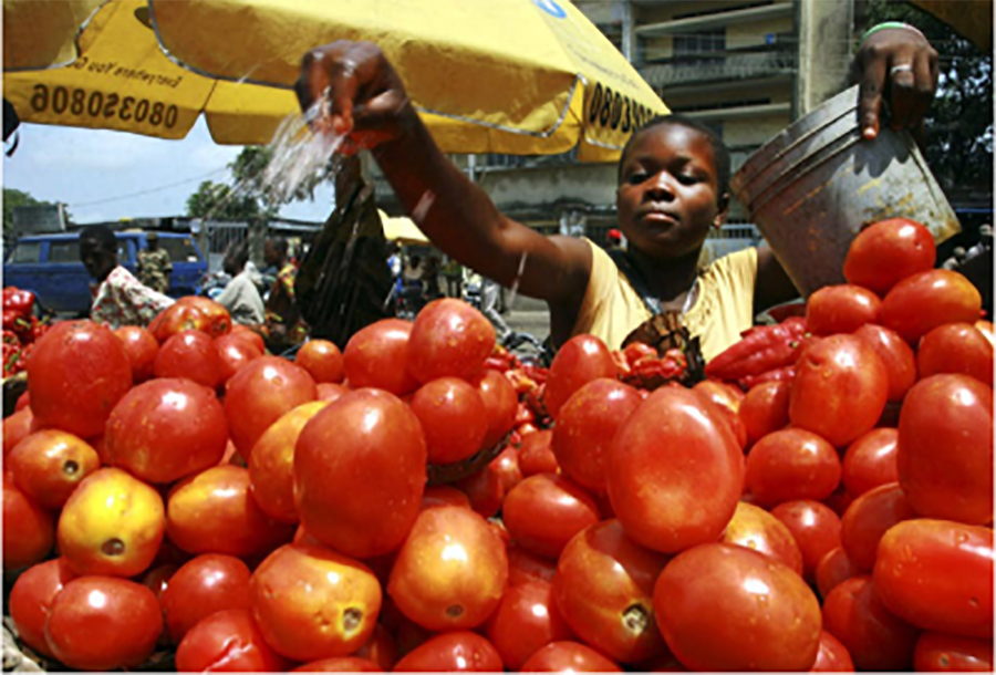 In Nigeria, tomatoes deliver a festive lifeline