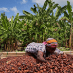 Can cash incentives drive cleaner cocoa farming?
