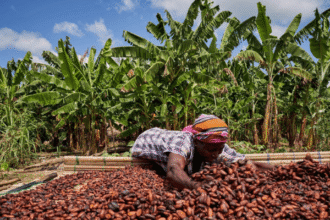 Can cash incentives drive cleaner cocoa farming?
