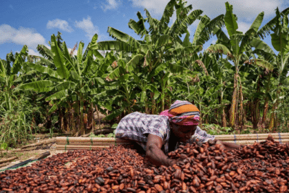 Can cash incentives drive cleaner cocoa farming?