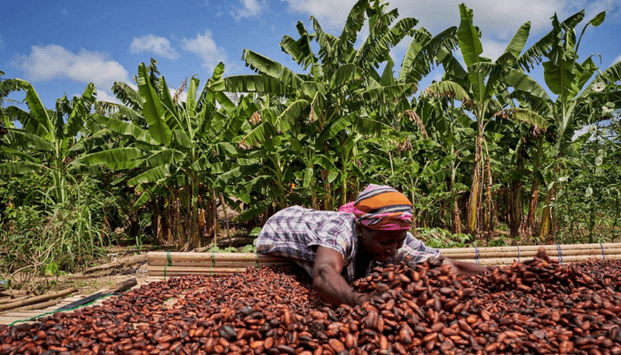 Can cash incentives drive cleaner cocoa farming?