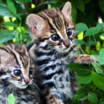 World Wildlife Art contest