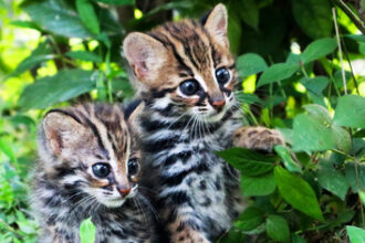 World Wildlife Art contest