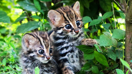 World Wildlife Art contest