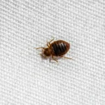 How to evict bedbugs from your home