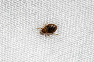 How to evict bedbugs from your home