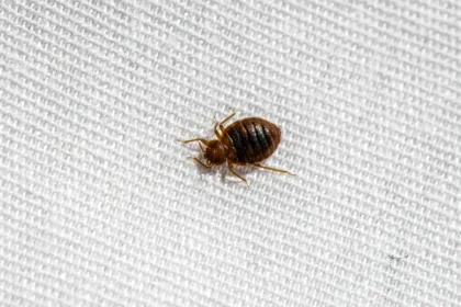 How to evict bedbugs from your home