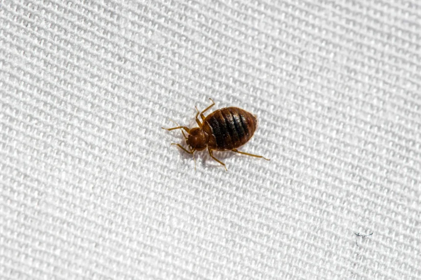 How to evict bedbugs from your home