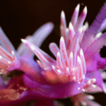 This photo is used to illustrate the Biodiversity Information Development program. Credit: GBIF