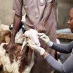 Veterinary care is finally reaching Nigeria's rural farmers