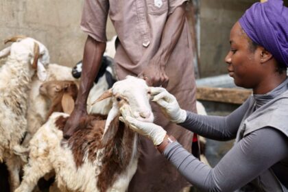 Veterinary care is finally reaching Nigeria's rural farmers