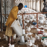 Tech could save Nigeria's troubled livestock indusrty--if farmers can access it