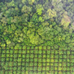 EJN's reporting grants on forest governance