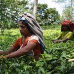 STARS Fellowship programme opens for early-career researchers