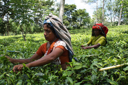 STARS Fellowship programme opens for early-career researchers