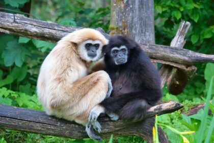 This photo, credited to Mongabay, is used to illustrated the primate research grants