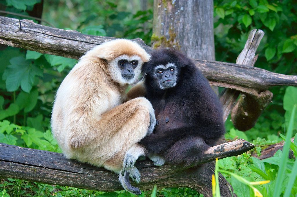 This photo, credited to Mongabay, is used to illustrated the primate research grants