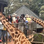 Africa's tourism: Tourists feeding giraffes at The Giraffe Centre in Nairobi, Kenya on December 27, 2025. Photo: Hope Mukami, bird story agency