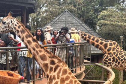 Africa's tourism: Tourists feeding giraffes at The Giraffe Centre in Nairobi, Kenya on December 27, 2025. Photo: Hope Mukami, bird story agency
