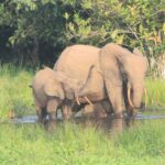 African Wildlife. Credit: Jana Trust