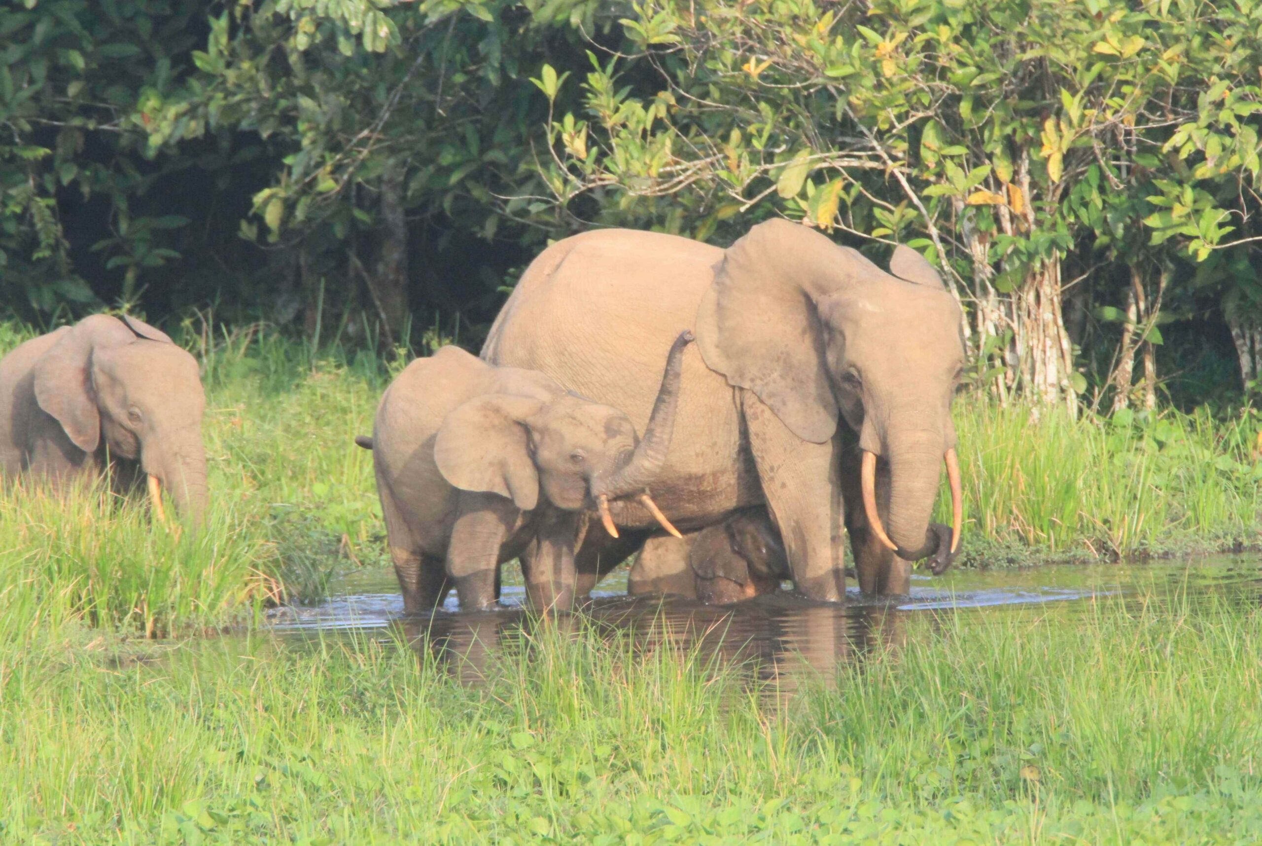 African Wildlife. Credit: Jana Trust