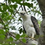 bird species. Credit: Raptor Research Foundation