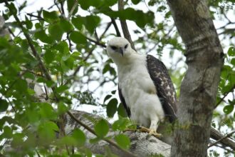 bird species. Credit: Raptor Research Foundation