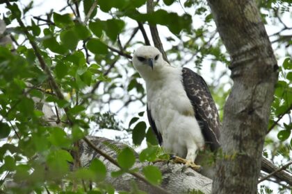 bird species. Credit: Raptor Research Foundation