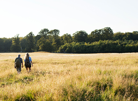 Credit: the Novo Nordisk Foundation