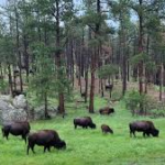 Credit: Rangeland Gateway