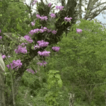 Credit: American Orchids Society