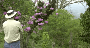 Credit: American Orchids Society