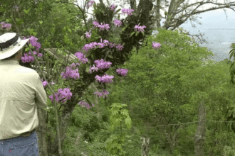 Credit: American Orchids Society