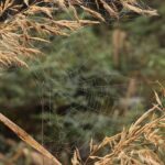 siegella cobweb 8025639 1280